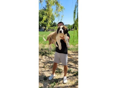 St bernard yavrular