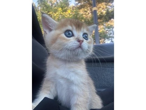 British shorthair golden bebek
