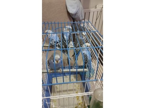 Sahibinden iri ırk evde özel üretim mavişler