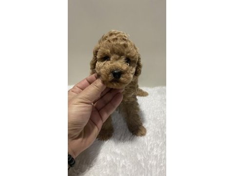 Red renk tarçın renk dişi erkek poodle yavrular