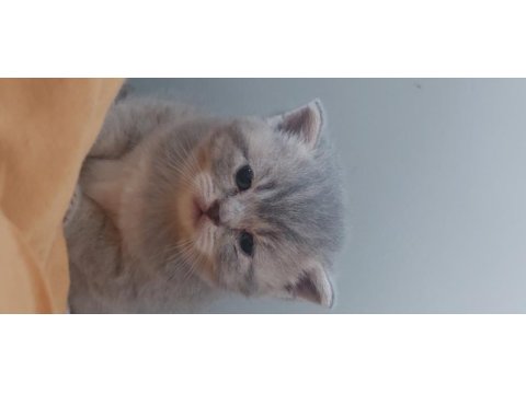 British shorthair 2 aylık