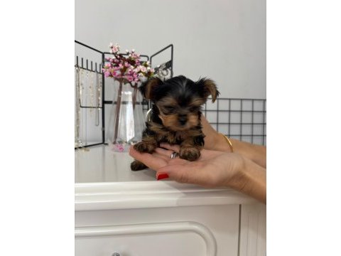 Yorkshire teacup kilo garantili baby face bebeğim