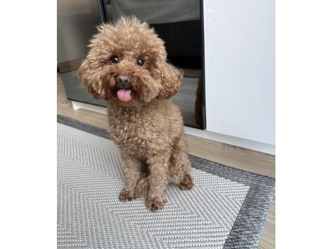 Dişi toy poodle