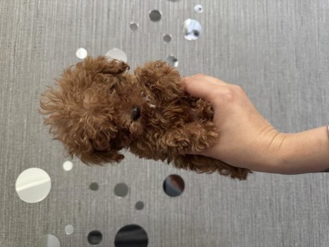 Tuvalet eğitimli evde büyüyen poodle yavrular