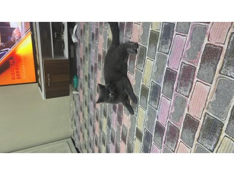 British shorthair çiftleştirme ilanıdır