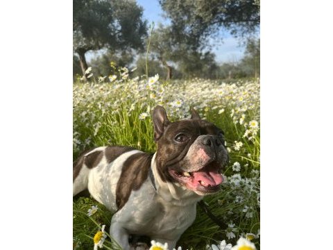 Mama karşılığı sahiplendirilecek french bulldog