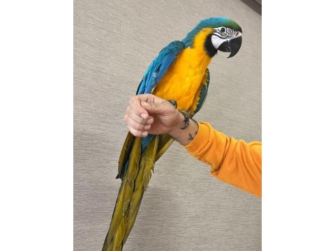 Macaw papağanlarımız