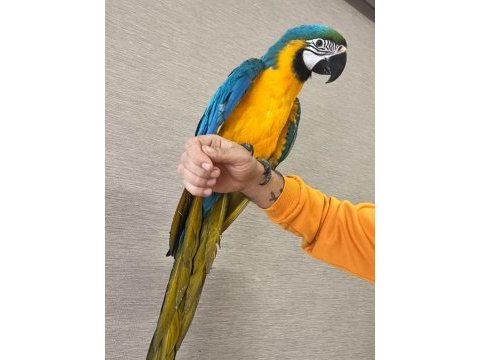 Macaw papağanlarımız