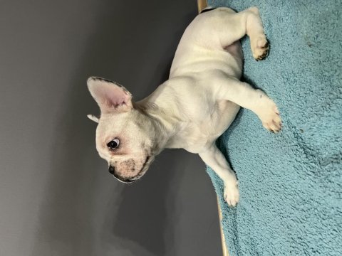 Safkan yüksek kalite french bulldog yavrularımız