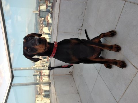 Zeka üssü bir prenses angel doberman