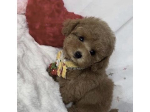 Toy poodle minyatür