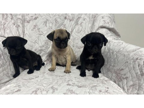 Pug mops yavrularımıza yuva arıyoruz