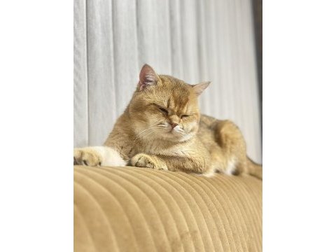 Kmaraş için kedisini çiftleştirmek isteyenler