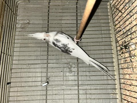 Damızlık tek yavru takım sultanlar mevcuttur