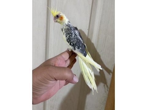 55 günlük pied sultan papağanı bebek