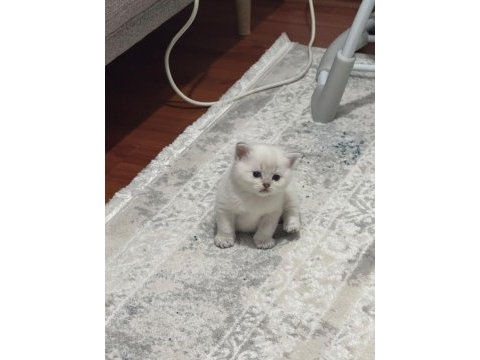 British shorthair kedimiz sahiplendirilecek