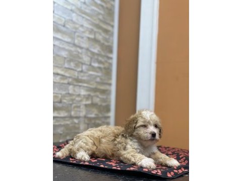 Maltipoo bebek köpekler teslime hazır