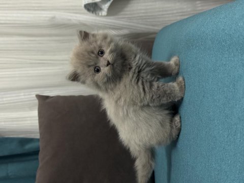 Kendi yavrularımız lilac ve gri renk british shorthair