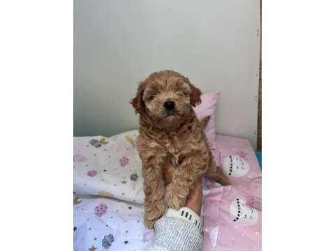 Anne maltipoo baba toy poodle