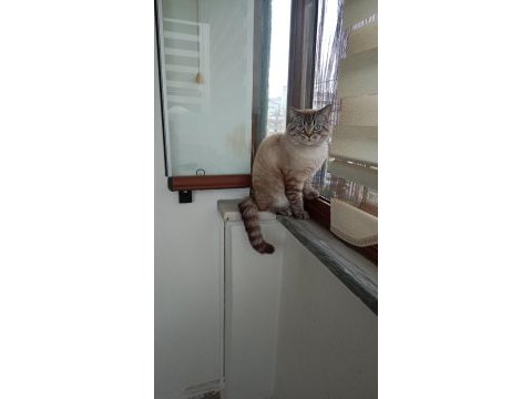 Erkek british longhair kedimi sahiplendirmek istiyorum