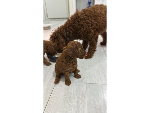 Toy poodle köpeği