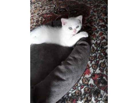 Denizli british shorthair erkek