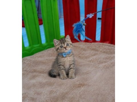 Scottish straight tabby erkek bebeğim
