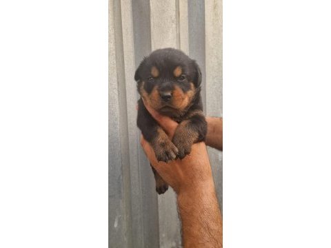 Rottweiler yavru