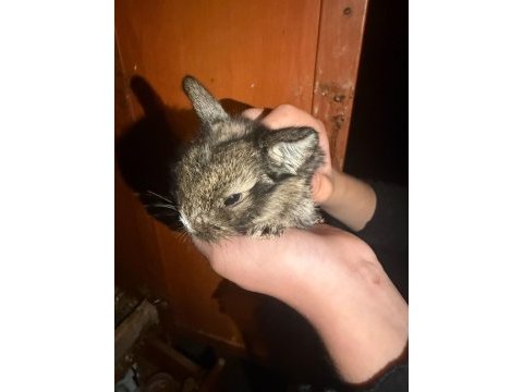 Mini lop tavşanı yavruları