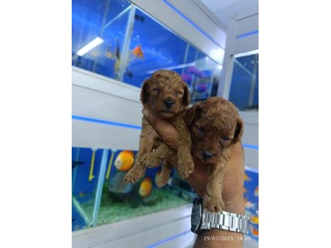 Red brown toy poodle bebekler