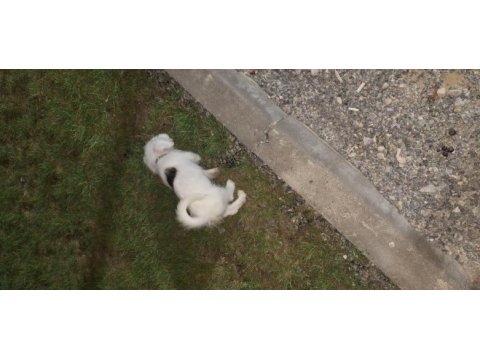 Terrier kırma köpeğimiz acil
