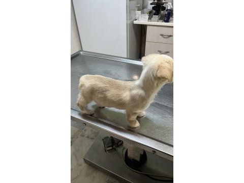 Büyümez 3 aylık golden retriever