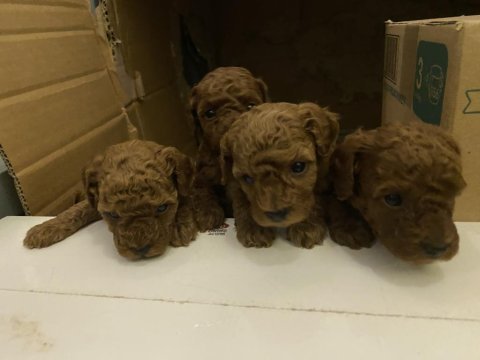 Mersin kore poodle bakımlı evde doğmuş