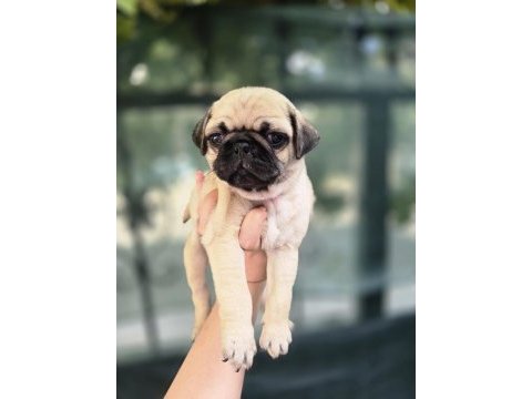 Erkek ve dişi pug yavrular sizlerle