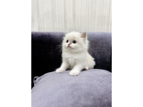 Ragdoll bebeklerimiz
