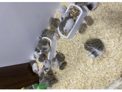 İndirimli kafes ve yavru hamster