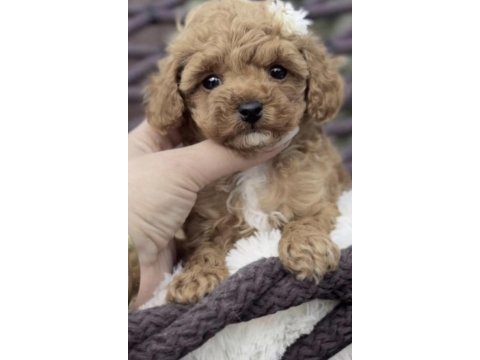 Toy poodle köpeği