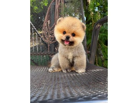 En güzelini isteyenlere pomeranian kardeşler