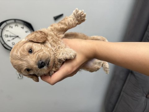 Dişi maltipoo yavrular