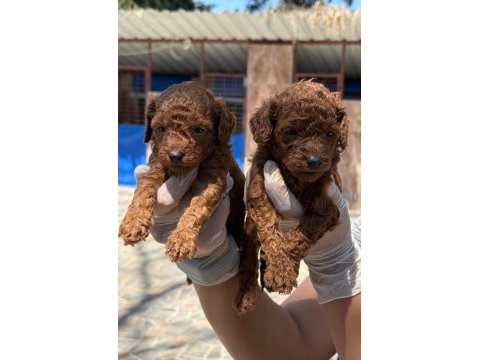 Toy poodle yavrularımız