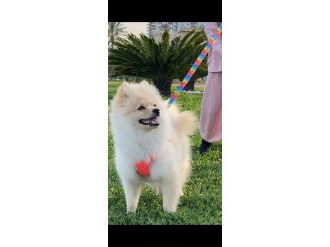 Pomeranian boo 4 aylık dişi