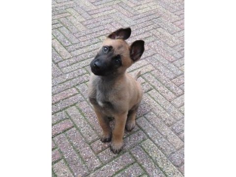 Malinois yavrular