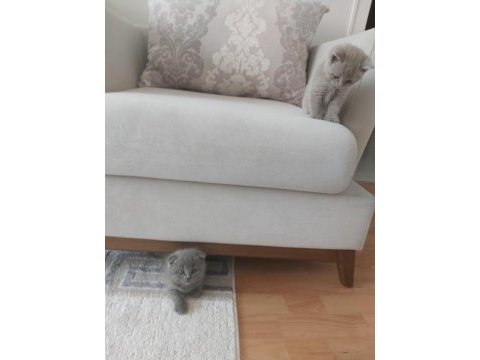 2 haftalık british longhair yavru