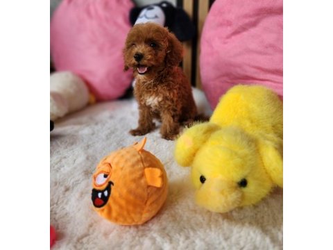 Sevimli maltipoo  yavrularımız 