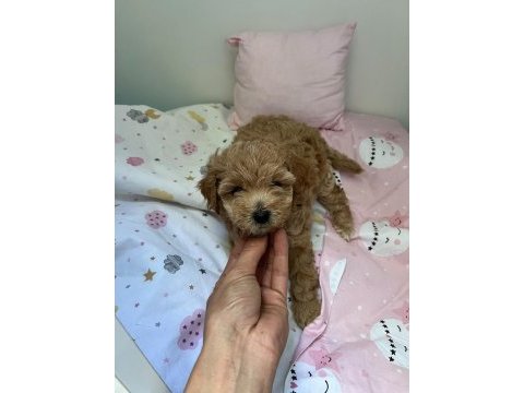 Anne maltipoo baba toy poodle köpeğimiz