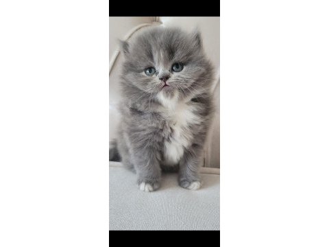 Eşsiz güzellikte ipek tüylü birman ve british longhair