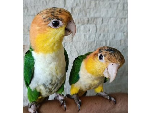 Portakal kafa caique bebek papağanlar
