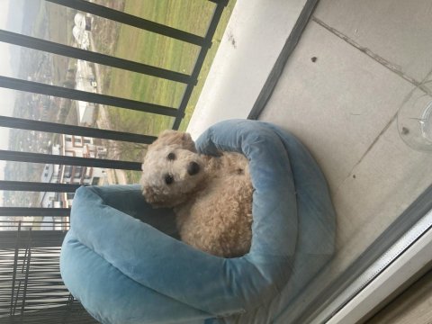 5 aylık köpeğimiz acı olarak lütfen