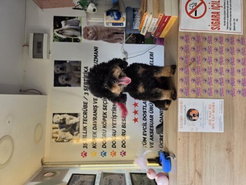 10 aylık dişi kore toy poodle