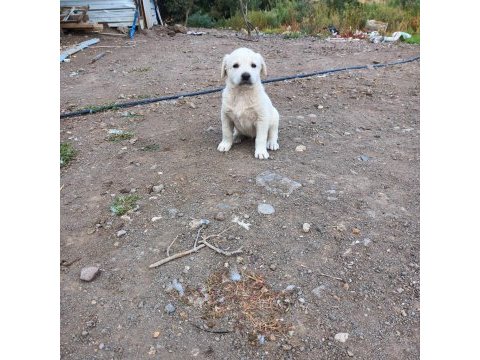 Safkan akbaş köpeği yavruları